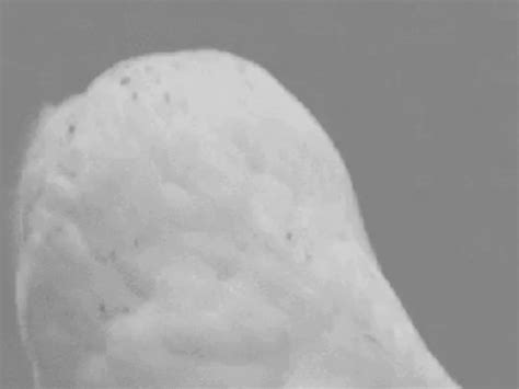 Chroma Commission By CheloMan Hentai Foundry