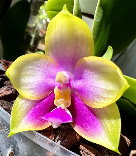 Phal. YangYang Pink Mary (Nobby's Green Eagle x Zheng Min Muscadine)