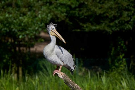 Premium Photo Pinkbacked Pelican Pelecanus Rufescens