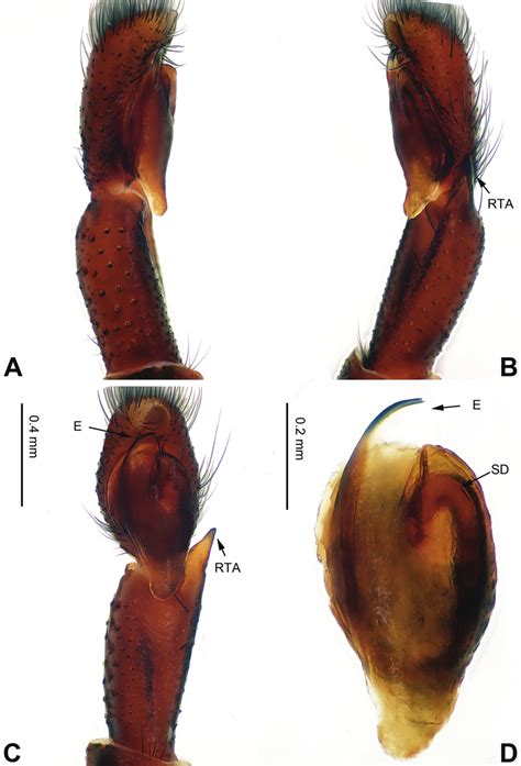 Palp Of Carrhotus Sarahcrewsae Sp N Male Holotype A Prolateral B