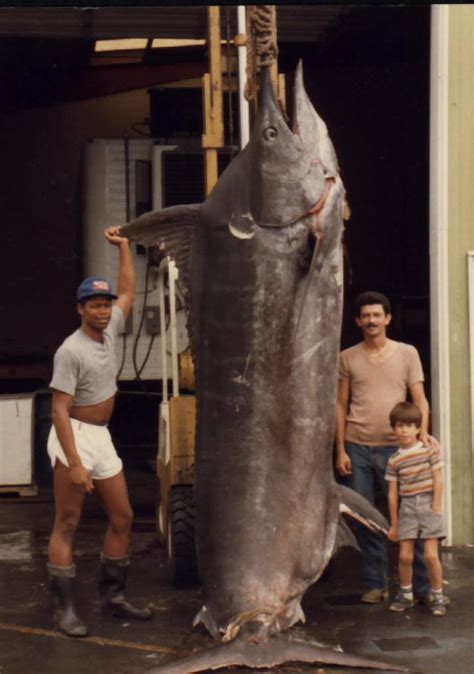 Photos of Huge Pacific Blue Marlin (some of the largest ever caught