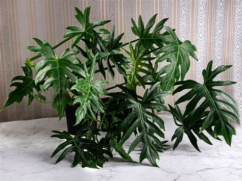 Купить Филодендрон лучистый в Нижнем Новгороде