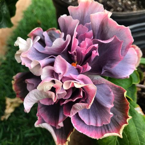 Marianne Charlton Hibiscus | Hibiscus rosa sinensis, Trees to plant ...