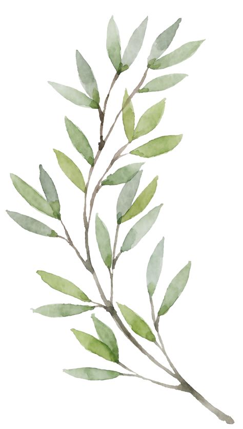 high quality plant clipart watercolor transparent png images