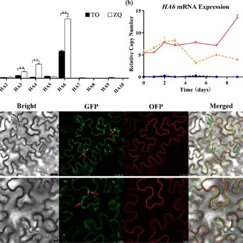 Expression Patterns And Subcellular Localization Of HA6 In TO And ZQ