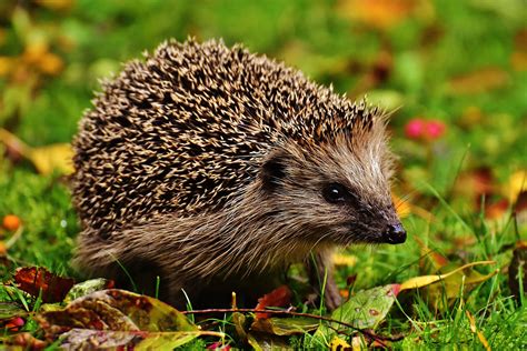 Säugetier des Monats Oktober: Der Igel - Naturschutzbund Österreich