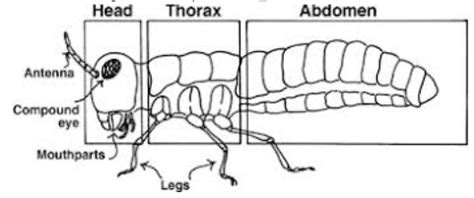 Unit 5 7 Phylum Arthropoda The Biology Classroom