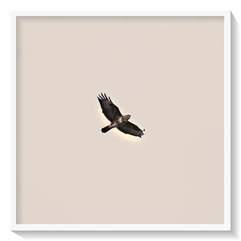 Sharing some of my bird photos over the past week or two. : r/birding