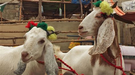 Eid Ul Adha 2024 Sindh Govt Announces Free Goats For People Daily Ausaf