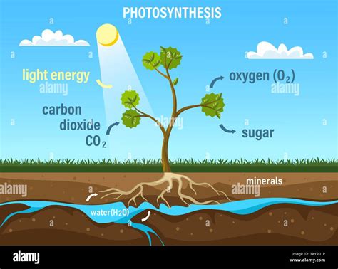 photosynthesis infographic  res stock photography  images alamy