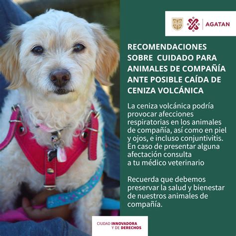 RECOMENDACIONES SOBRE EL CUIDADO DE ANIMALES DE COMPAÑÍAANTE POSIBLE