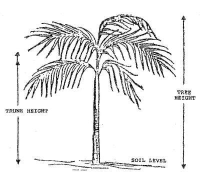 Palm Tree Size Chart