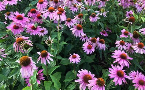 Echinacea Flower Wallpapers - Wallpaper Cave