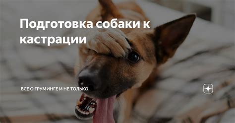 Подготовка собаки к кастрации | Все о груминге и не только | Дзен