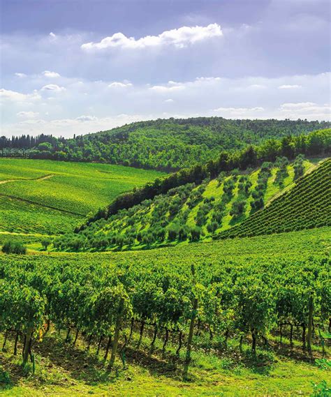 Terre del vino - DeAgostini IT