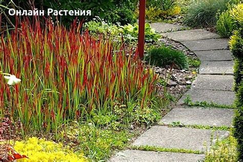 Императа / Imperata cylindrica в Градински цветя и растения в гр ...