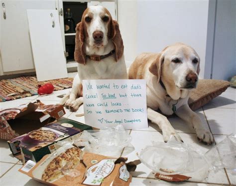 20 Hilarious Photos Of Dog Shaming Thethings