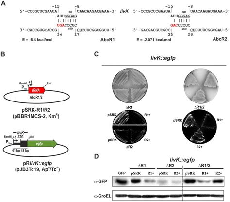 Independent Activity Of The Homologous Small Regulatory Rnas Abcr1 And