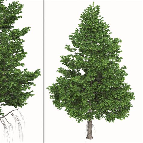ArtStation - Set of Liquidambar formosana Trees (Formosan gum) (2 Trees