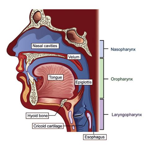 Anatomy Velopharyngeal Mechanism Flashcards Quizlet