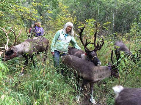 Running Reindeer Ranch | Mingle With Reindeer in… | ALASKA.ORG