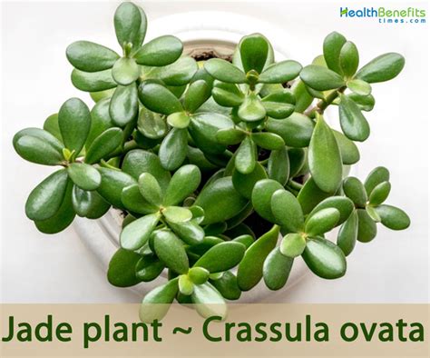 15 Jade Plant Benefits GurivineCaragh