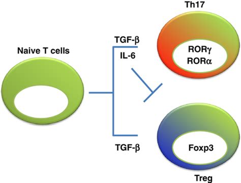 Il‐6 Regulator Of Tregth17 Balance Kimura 2010 European Journal