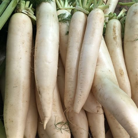 Japanese Daikon Radish Marys Heirloom Seeds