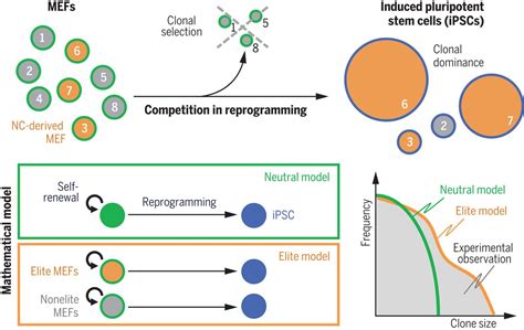 Cell Competition During Reprogramming Gives Rise To Dominant Clones