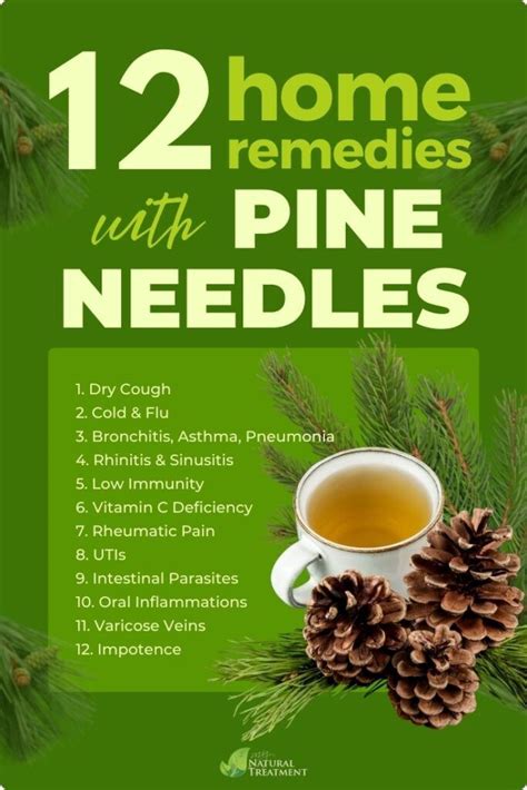 12 Health Benefits Of Pine Needles Uses And Remedies 20 Health