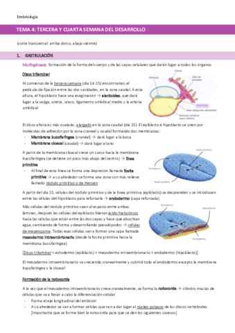 Tema Tercera A Cuarta Semana Del Desarrollo Pdf