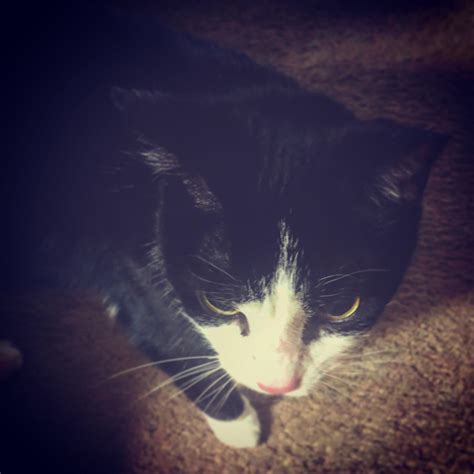 My first cat! (Her name’s Ally.) : r/cats