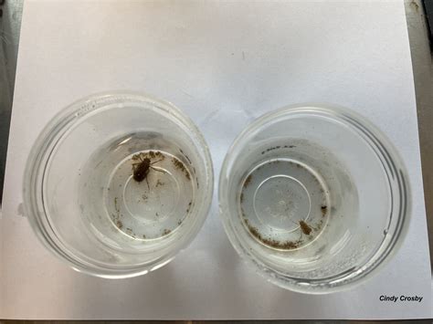 DSA Species of the Month: Hine’s Emerald (Somatochlora hineana