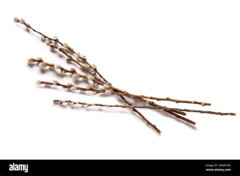 Pussy Willow Branches Isolated On White Background Stock Photo Alamy