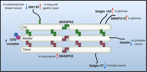 Frontiers Alterations Of Golgi Structural Proteins And Glycosylation