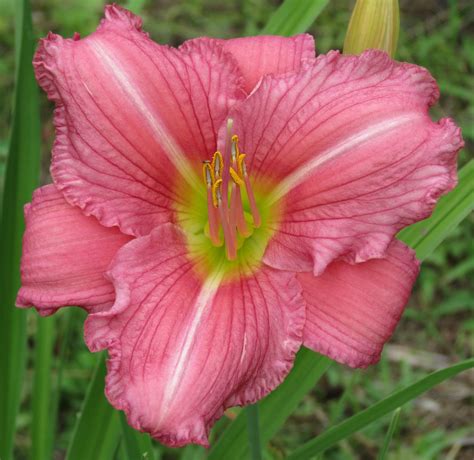 Strawberry Hill – MTBobbins Daylilies