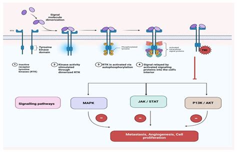 tkis advancing therapeutic frontiers  immunotherapy