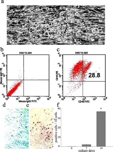 Characterization Of Cobblestone Like Areas And Cell Feeder