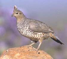 SCALED QUAIL | The Texas Breeding Bird Atlas