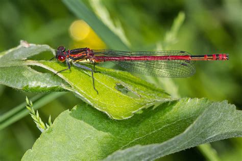 Pyrrhosoma Nymphula Large Red Damselfly Male Resting On A Flickr