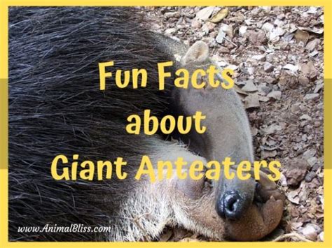 Fun Facts About Giant Anteaters That Make Them Awesome