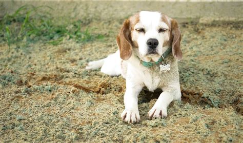 Can Beagles Sleep Outside? – Modern Beagle