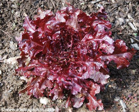 Crisp Mint Lettuce Seeds