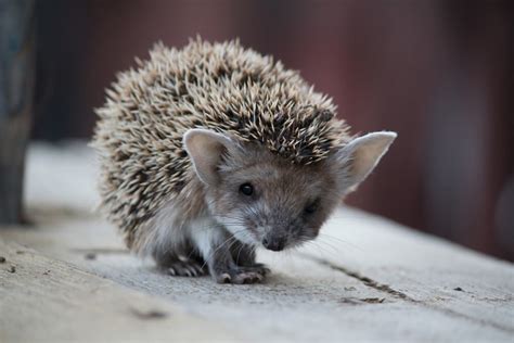 Egyptian Long-Eared Hedgehog: Facts, Pictures, Behavior, and Care