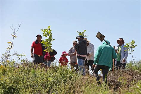 Iniciarán reforestación en Puebla con 9 millones de plantas