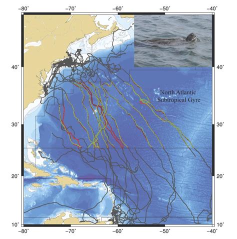 Leatherback sea turtles use mysterious 'compass sense' to migrate ...