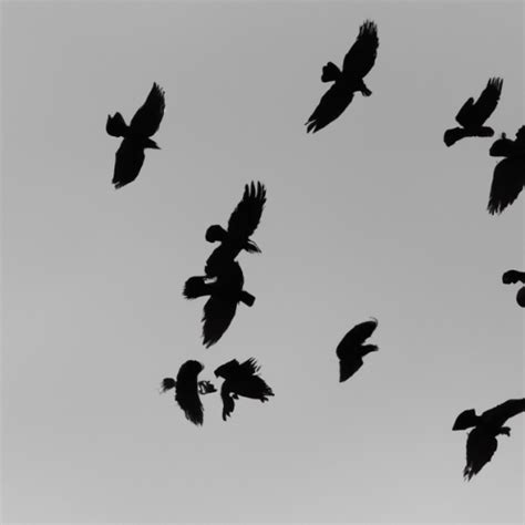 The Power Within Delving Into The Meaning Of Black Crow Feathers