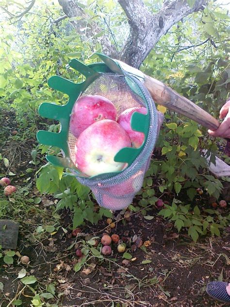 Приспособление для сбора яблок с дерева: виды инструментов, как сделать ...