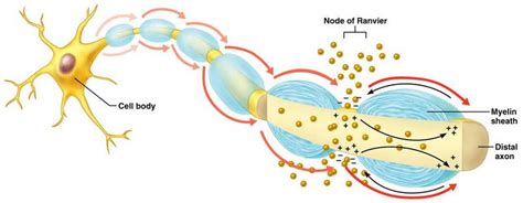 Human Physiology – Structure and Function of the Nervous System I | Genius