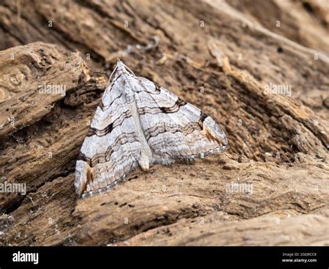 Treble-bar or St. John's Wort Inchworm Moth, Aplocera plagiata, perched